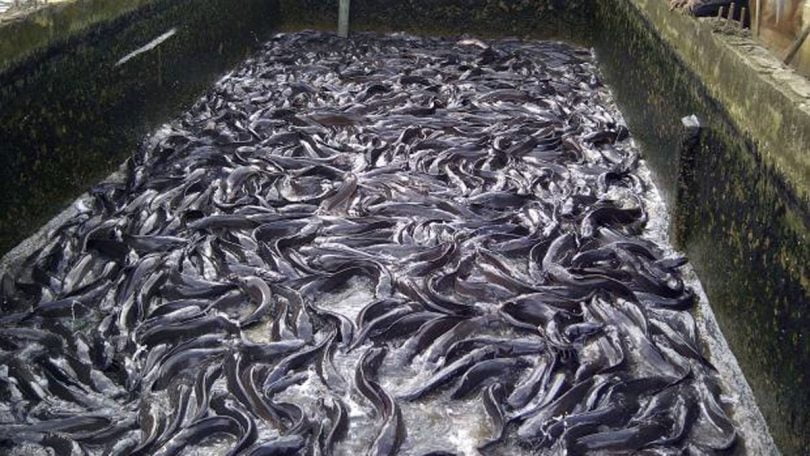 How To Start Fish- Farming Business In Nigeria