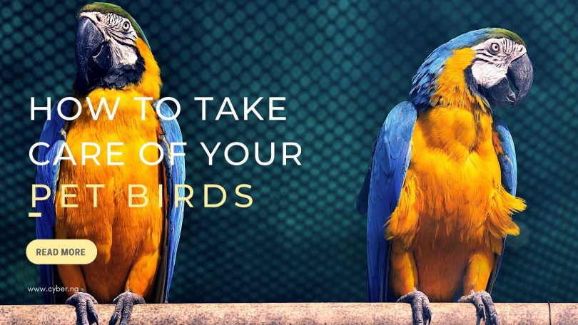 How To Take Care Of Your Pet Birds