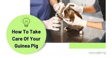 How To Take Care Of Your Guinea Pig