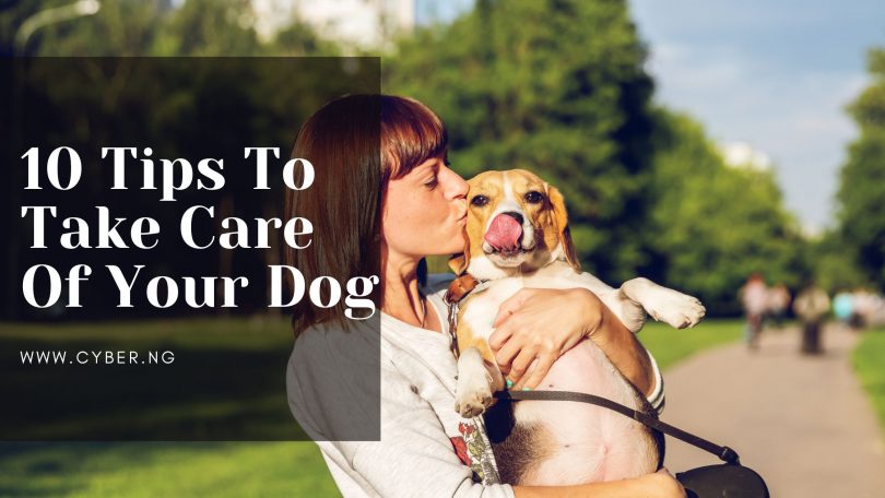 10 Tips To Take Care Of Your Dog