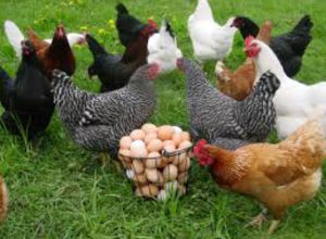 Poultry Farming in Nigeria