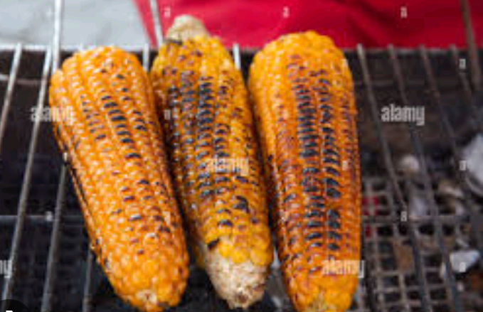 Corn or maize